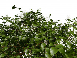 Pagoda dogwood shrubs Modello 3D
