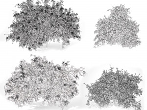 Pagoda dogwood shrubs Modello 3D
