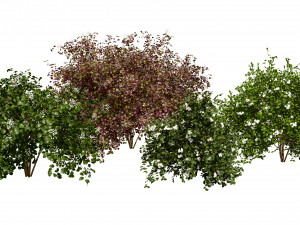 Pagoda dogwood shrubs Modello 3D