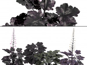Black Pearl plant flowers Modelo 3D