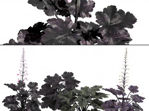 Black Pearl plant flowers 3D Model