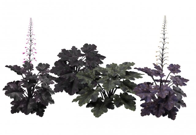 Black Pearl plant flowers Modelo 3D .c4d .max .obj .3ds .fbx .stl .blend