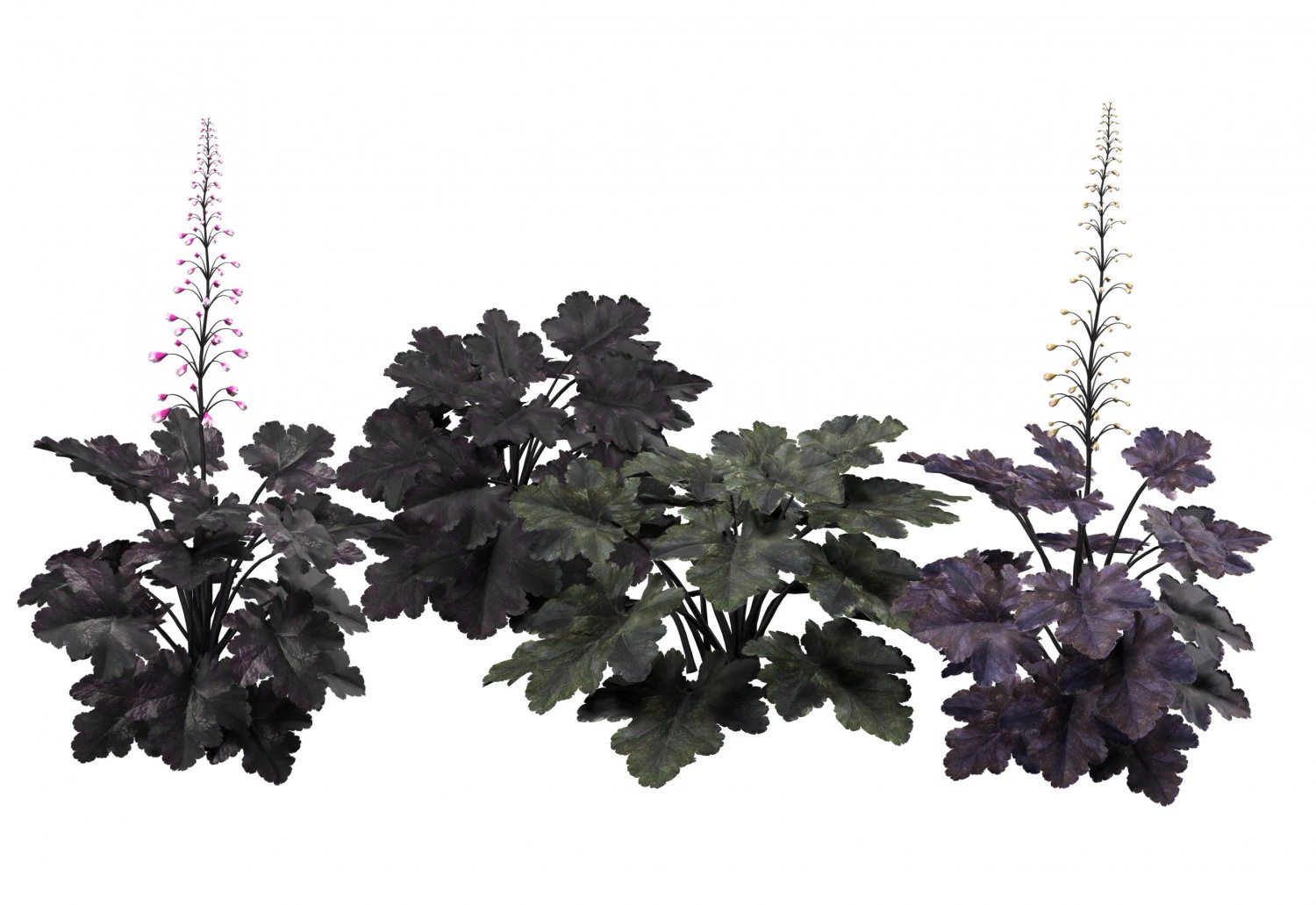 Black Pearl plant flowers 3D Model .c4d .max .obj .3ds .fbx .stl .blend 