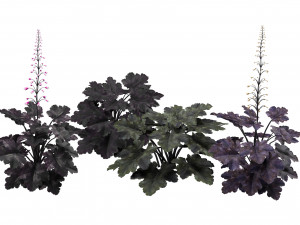 Black Pearl plant flowers 3D Model