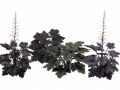 Black Pearl plant flowers 3D 모델