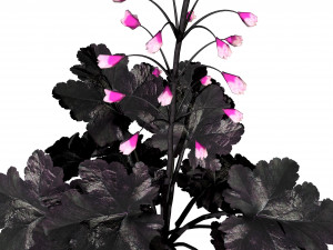 Black Pearl plant flowers Modelo 3D