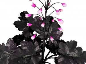Black Pearl plant flowers 3D Model