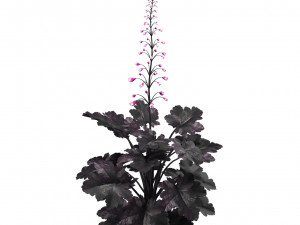 Black Pearl plant flowers Modelo 3D