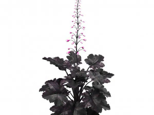 Black Pearl plant flowers 3D Model