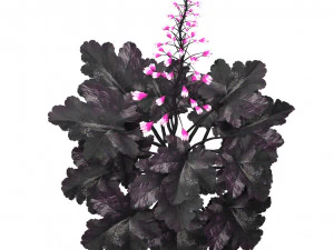 Black Pearl plant flowers 3D Model