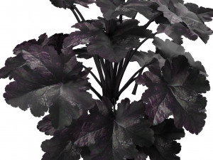 Black Pearl plant flowers Modelo 3D