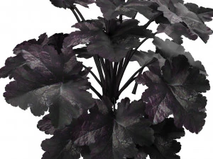 Black Pearl plant flowers 3D Model
