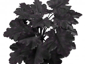 Black Pearl plant flowers 3D Model