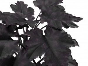 Black Pearl plant flowers Modelo 3D