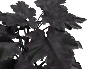 Black Pearl plant flowers 3D Model