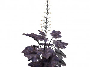 Black Pearl plant flowers 3D Model