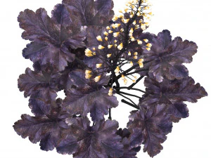 Black Pearl plant flowers 3D Model