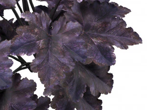 Black Pearl plant flowers 3D Model