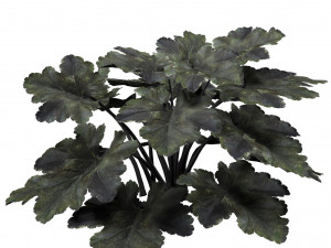 Black Pearl plant flowers Modelo 3D