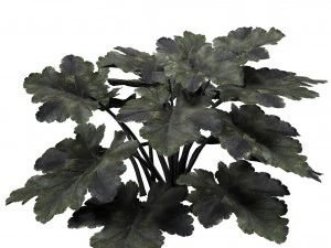 Black Pearl plant flowers 3D Model
