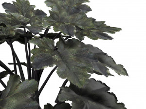 Black Pearl plant flowers Modelo 3D
