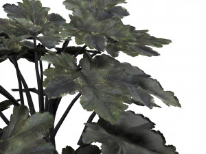 Black Pearl plant flowers 3D Model