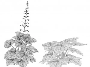 Black Pearl plant flowers 3D Model