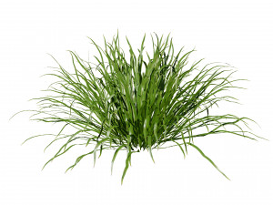 Dwarf Mondo Grass 3D Pack 3Dモデル
