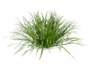 Dwarf Mondo Grass 3D Pack 3D Model
