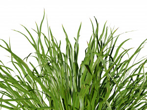 Dwarf Mondo Grass 3D Pack 3Dモデル