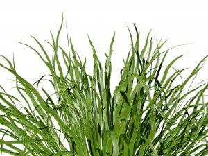 Dwarf Mondo Grass 3D Pack 3D Model