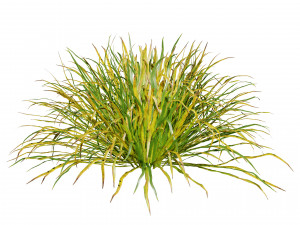 Dwarf Mondo Grass 3D Pack 3Dモデル