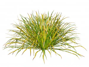 Dwarf Mondo Grass 3D Pack 3D Model