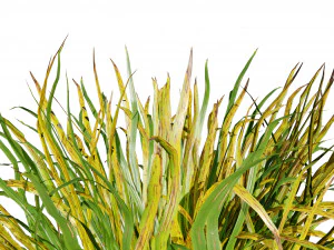 Dwarf Mondo Grass 3D Pack 3D Model
