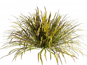 Dwarf Mondo Grass 3D Pack 3Dモデル
