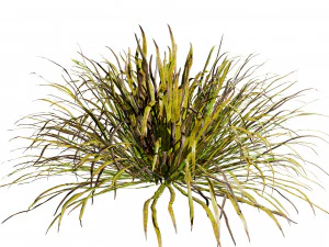 Dwarf Mondo Grass 3D Pack 3D Model