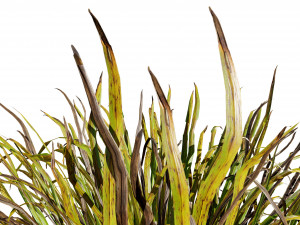 Dwarf Mondo Grass 3D Pack 3Dモデル