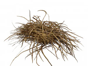 Dwarf Mondo Grass 3D Pack 3D Model