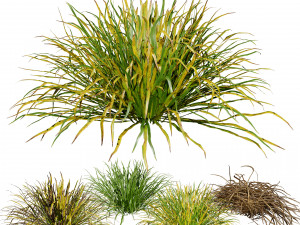 Dwarf Mondo Grass 3D Pack 3Dモデル