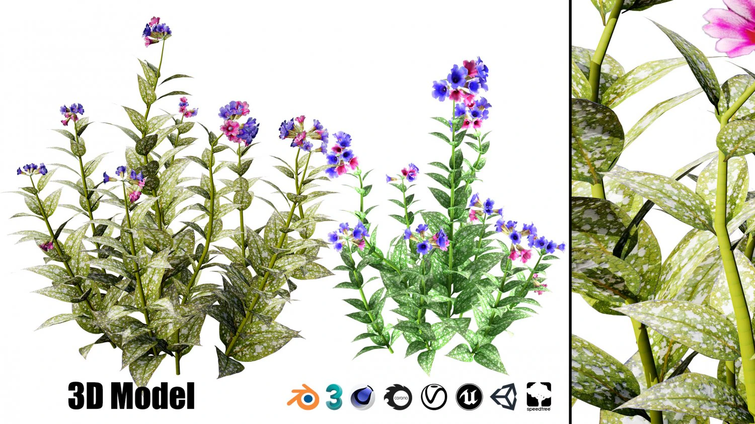 Lungwort flowering plants 3D Model .c4d .max .obj .3ds .fbx .stl .blend 