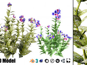 Lungwort flowering plants 3D Model