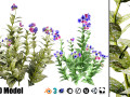 Lungwort flowering plants 3D 모델