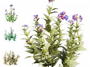 Lungwort flowering plants 3D Model