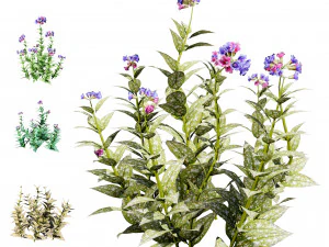 Lungwort flowering plants 3D Model
