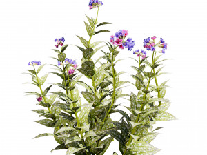 Lungwort flowering plants 3D Model