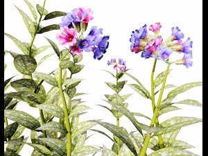 Lungwort flowering plants 3D Model