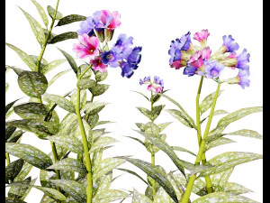 Lungwort flowering plants 3D Model