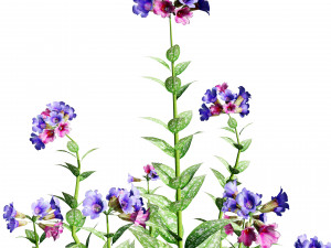 Lungwort flowering plants 3D Model