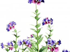Lungwort flowering plants 3D Model