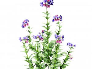 Lungwort flowering plants 3D Model